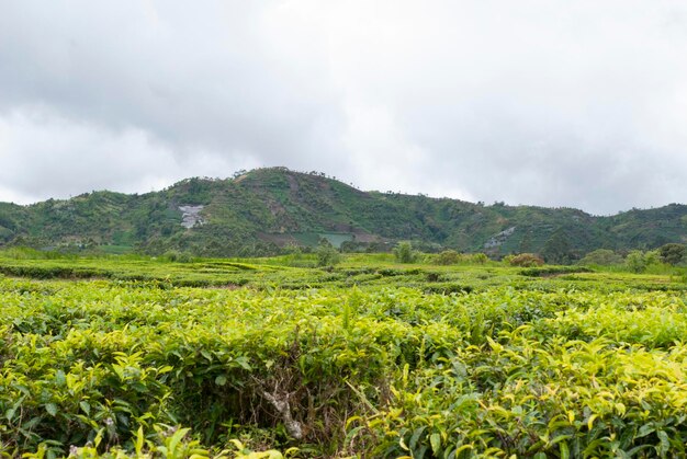 Foto jardim de chá na área do monte kerinci jambi indonésia