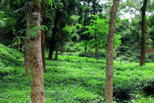 Jardim de chá orgânico em sylhet, bangladesh.