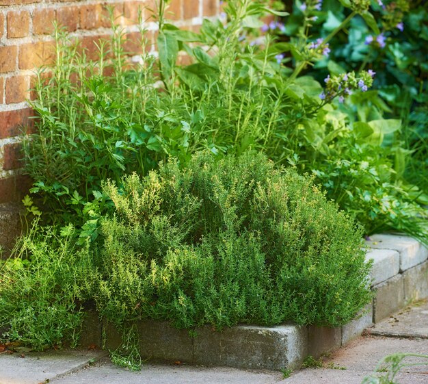 Jardim de ervas selvagens crescido em um meio-fio de cimento ou calçada ao lado de uma parede de tijolos vermelhos Várias plantas em um canteiro de flores exuberante Arbustos verdes crescendo em um quintal Cena da natureza vibrante de um pequeno viveiro