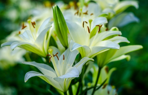 Jardim de flor de lírio branco