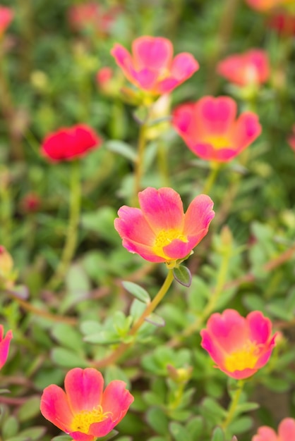 Jardim de flor pequeno em cores brilhantes bonitas.