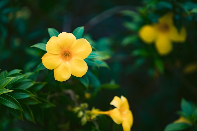 Jardim de flores amarelas e folhas verdes com fundo desfocado.