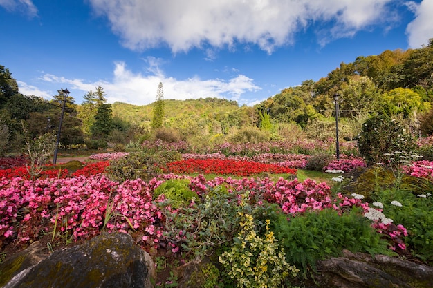 Jardim de flores com céu azul