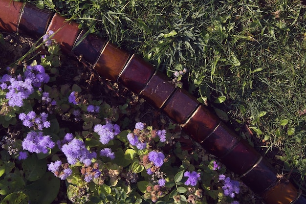 Jardim de flores com flores violetas de ageratum houstonianum