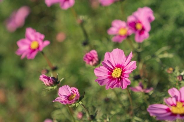 Jardim de flores cor-de-rosa e escuro da cor-de-rosa do cosmos.