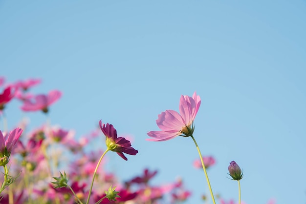 Jardim de flores cosmos rosa e vermelho e foco suave