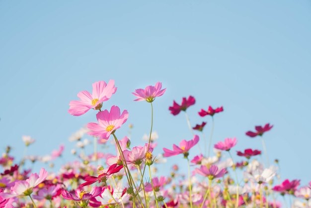 Jardim de flores cosmos rosa e vermelho e foco suave