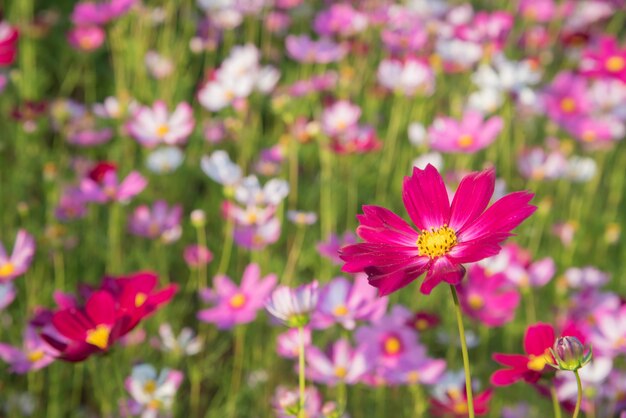 Jardim de flores cosmos rosa e vermelho e foco suave