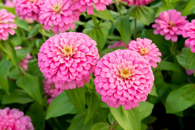 Jardim de flores-de-rosa closeup