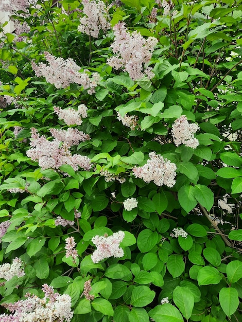 jardim de flores de verão ao ar livre