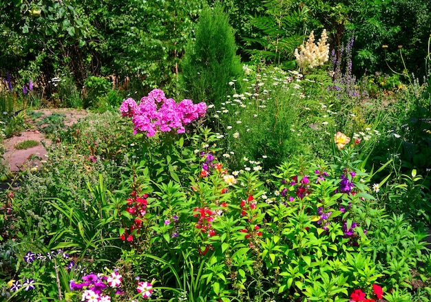 Jardim de flores e canteiros de flores com lírios, daylilies, phlox, camomila, thuja, petúnia e outros. Belo parque.
