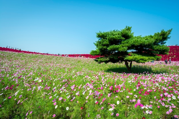 jardim de flores no Japão, esta flor flor em abril