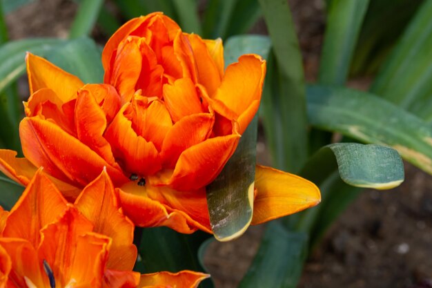 Jardim de flores um monte de tulipas laranjas sentado em cima de uma flor