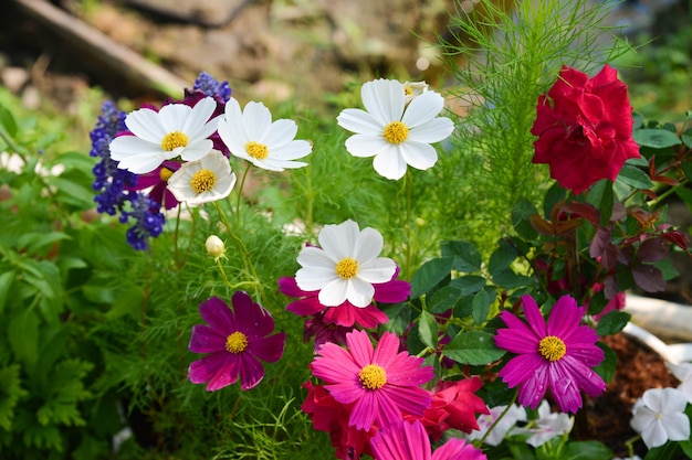 Jardim de flores