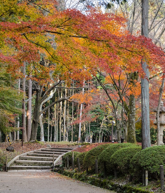 Jardim de folhas coloridas outono no templo de Daigo-ji, Kyoto, Japão