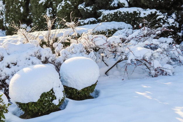 Jardim de inverno com arbustos decorativos e madeira de buxo em forma coberta de neve branca Conceito de jardinagem