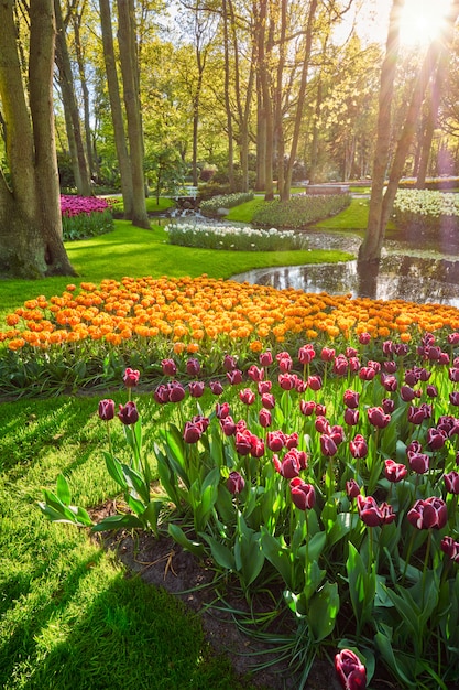 Jardim de Keukenhof. Lisse, na Holanda.