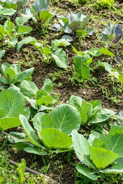 Foto jardim de legumes com cenouras alface rúcula couve manjericão entre outros