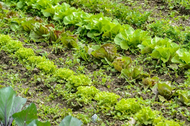 Foto jardim de legumes com cenouras alface rúcula couve manjericão entre outros