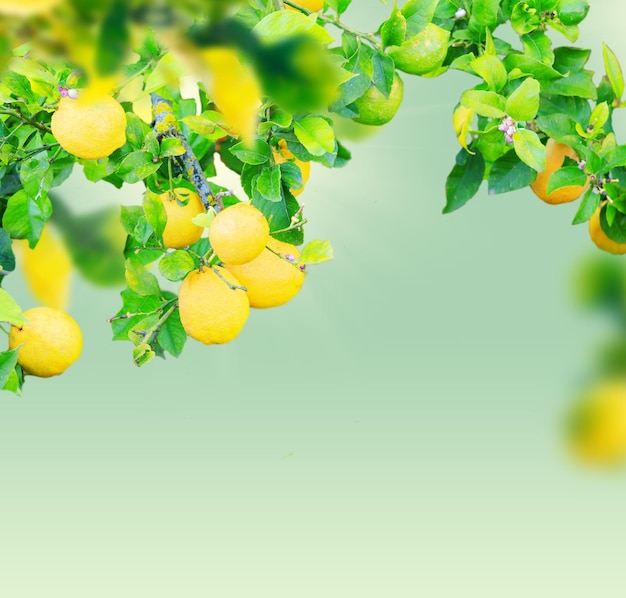 Jardim de limão de Sorrento