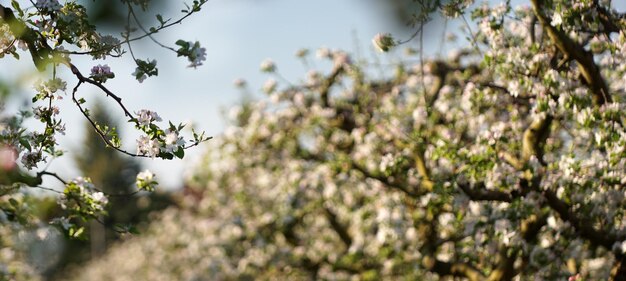 Foto jardim de maçãs em flor na primavera macedônia europa mundo da beleza