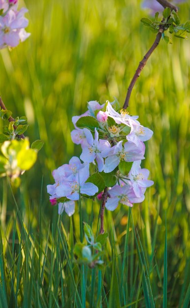 Foto jardim de maçãs em flor na primavera macedônia europa mundo da beleza