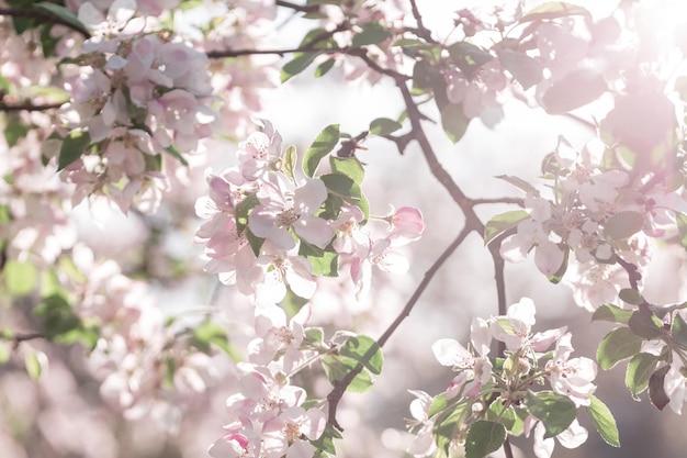 Jardim de maçãs florescendo com árvores floridas com flor rosa ao pôr do sol Colheita e flores Papel de parede Eco Nature