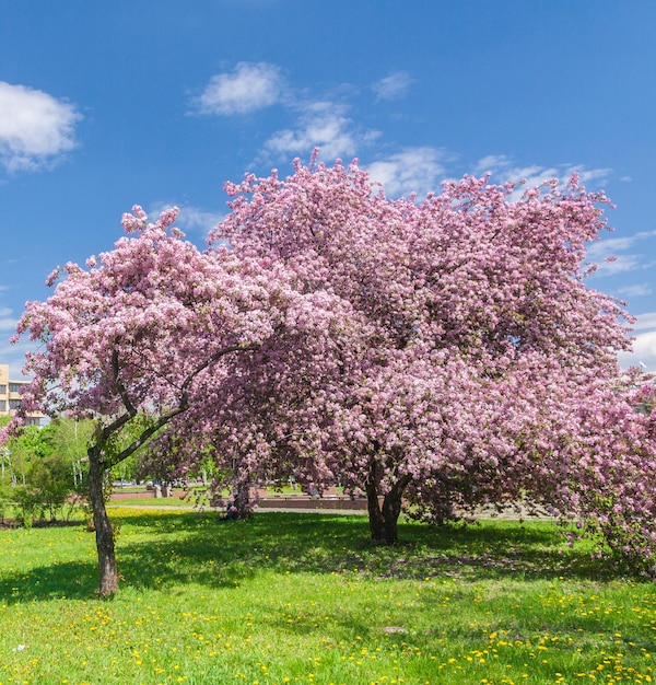 Jardim de maçãs florescendo na foto