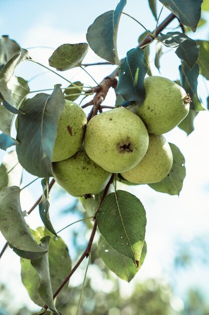 Jardim de maçãs verdes