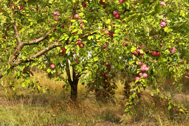 Jardim de maçãs