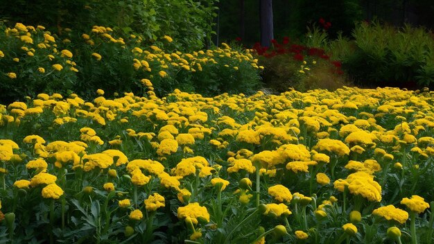 Jardim de margarida amarela