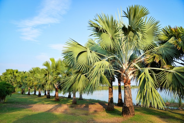 Jardim de palmeira em fila à beira do rio