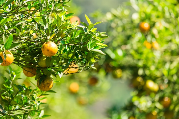 Jardim de plantação de laranja