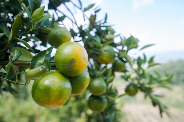 Jardim de plantação de laranja