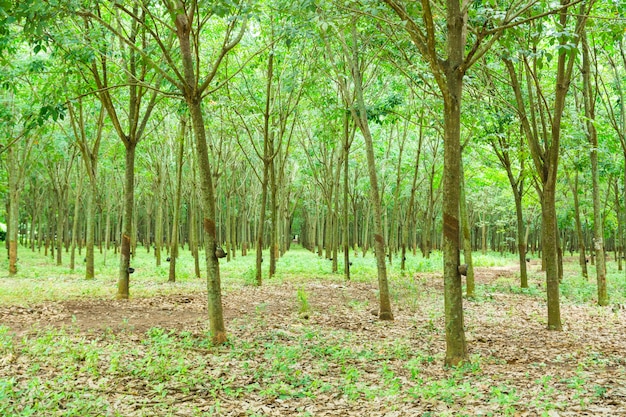 Jardim de plantas de borracha abandonada