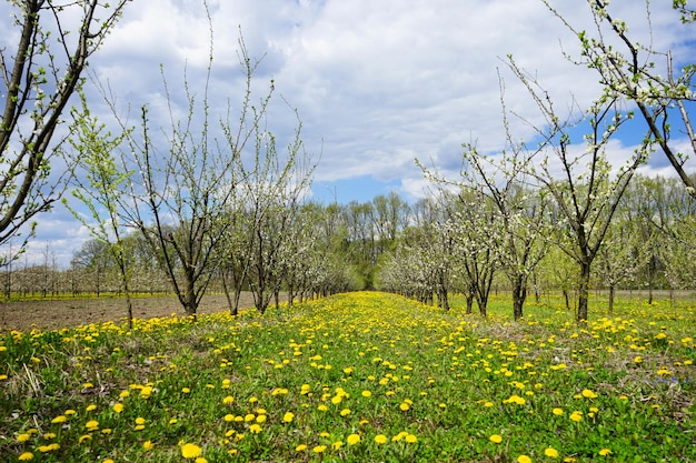 Jardim de pomar de maçã jovem na primavera com belo campo de flores de leão Pomar de maçã florescendo na primavera