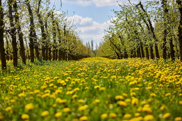 Jardim de pomar de maçã jovem na primavera com belo campo de flores de leão