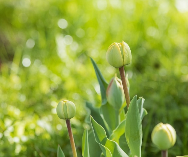 Jardim de primavera Botões florescentes de uma jovem tulipa contra um gramado verde