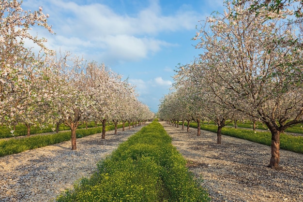 Jardim de primavera de amêndoas em flor