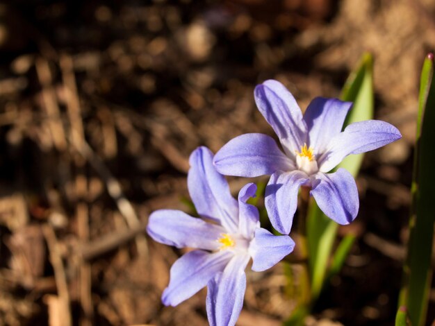 Jardim de primavera em flor com flores brilhantes.