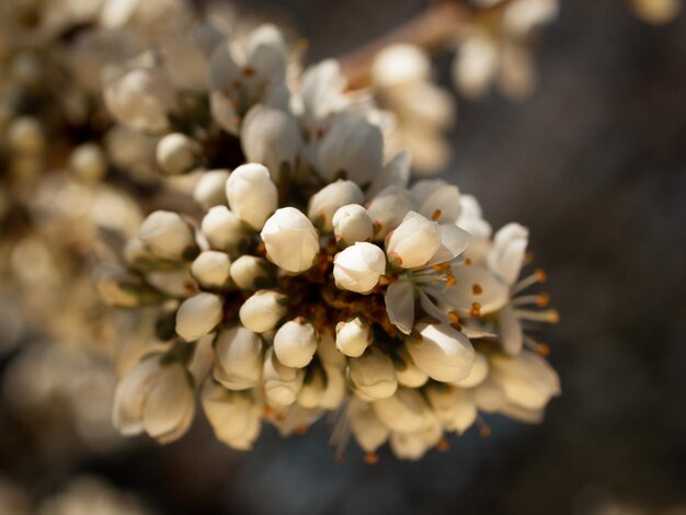 Jardim de primavera em flor com flores brilhantes.