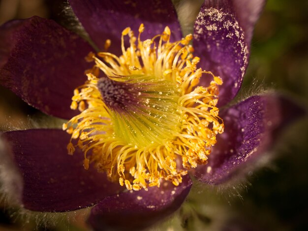 Jardim de primavera em flor com flores brilhantes.