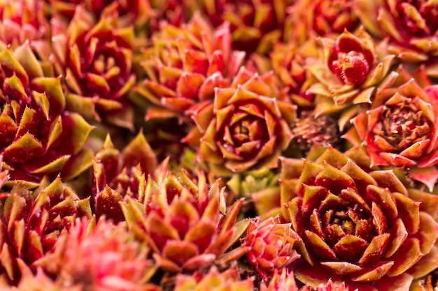 Jardim de primavera em plena floração.