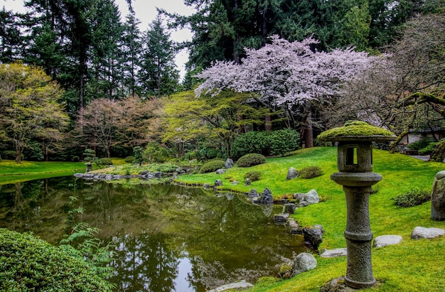 Foto jardim de primavera sakura