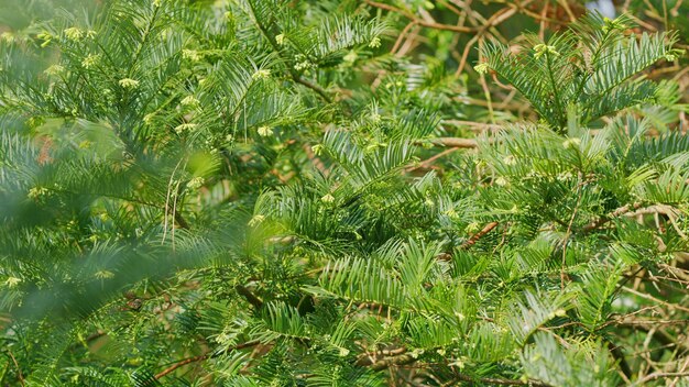 Jardim de primavera Taxus baccata como fundo natural folhagem verde brilhante com listras amarelas de perto