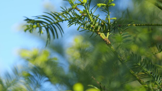 Foto jardim de primavera taxus baccata como fundo natural folhagem verde brilhante com raias amarelas rack