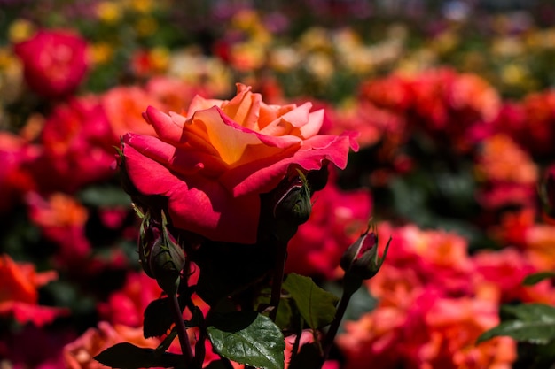 Jardim de rosas cheio de belas rosas frescas