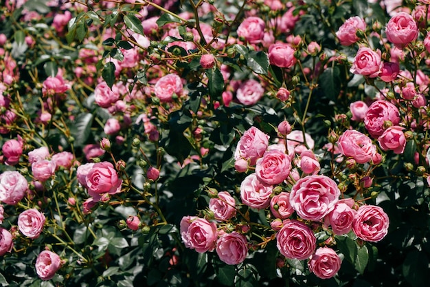 Jardim de rosas com lindas rosas frescas