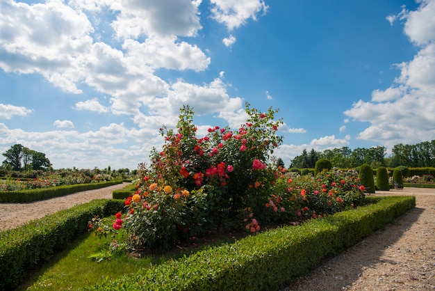 Foto jardim de rosas em dia ensolarado de verão.