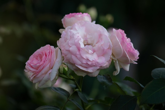 Jardim de rosas inglês Linda rosa em um jardim